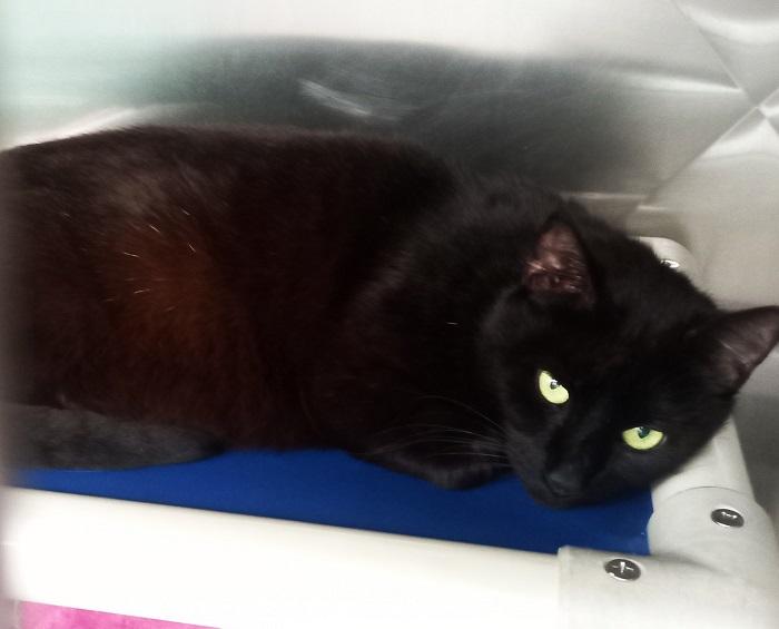 Lavender became less aggressive after her kittens were weaned. 