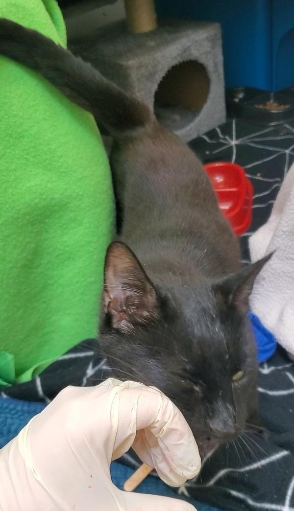 After a lot of patience from our team, Lavender started to show signs of affection. 