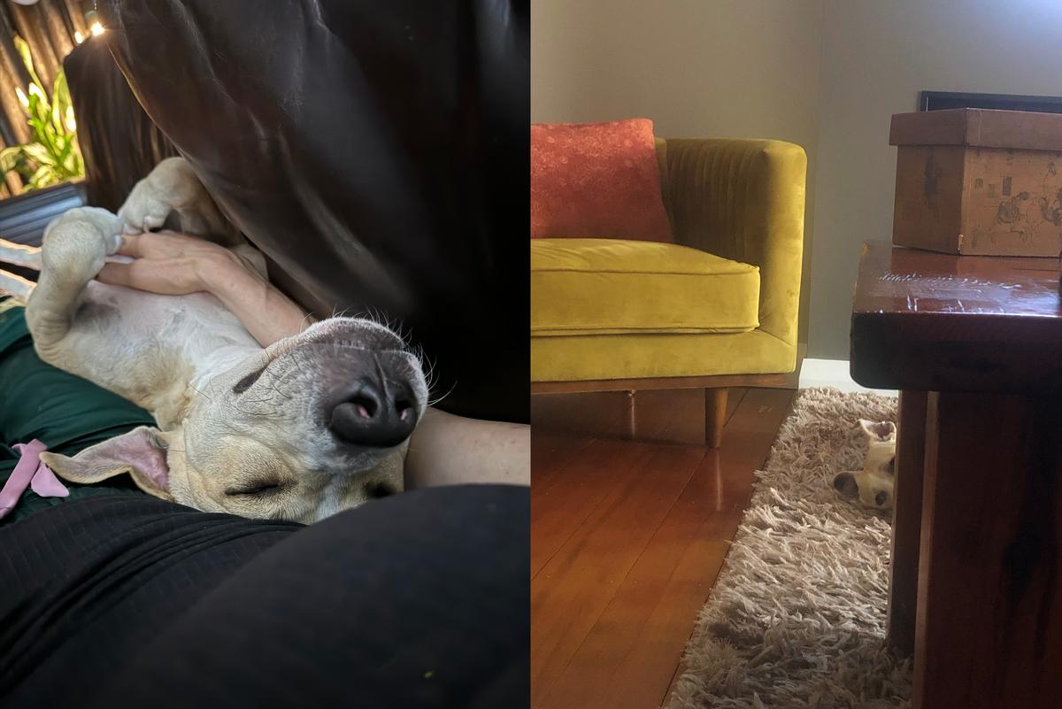 Phoenix, clearly comfortable and loving life in his new home!