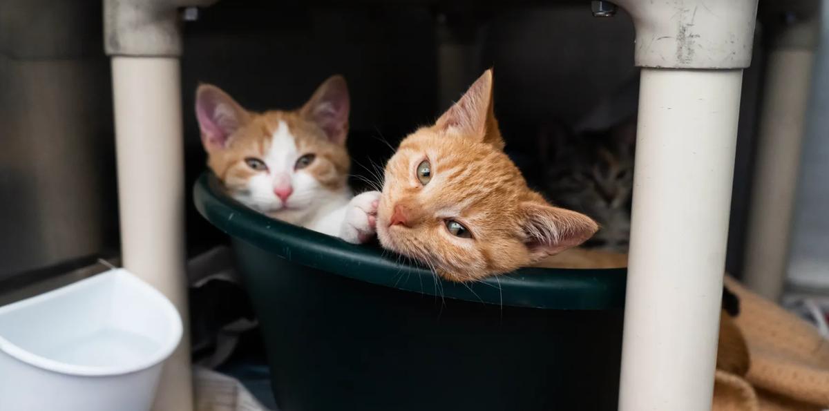 SPCA to increase capacity to care for vulnerable animals by closing its commercial boarding services