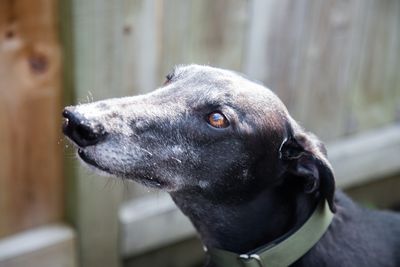 SPCA and other leading animal organisations commit to supporting rehoming racing greyhounds