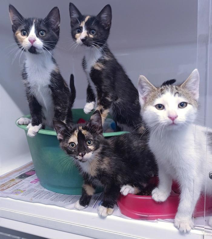 Sherbet's kittens grew big and strong in foster care.