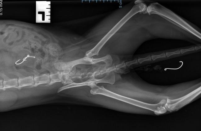 Two more fishing hooks were found inside Sherbet's bowels. 