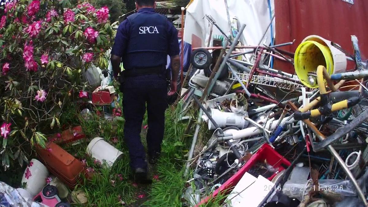 SPCA prosecutes animal hoarder who kept 32 cats in squalid conditions