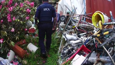 SPCA prosecutes animal hoarder who kept 32 cats in squalid conditions