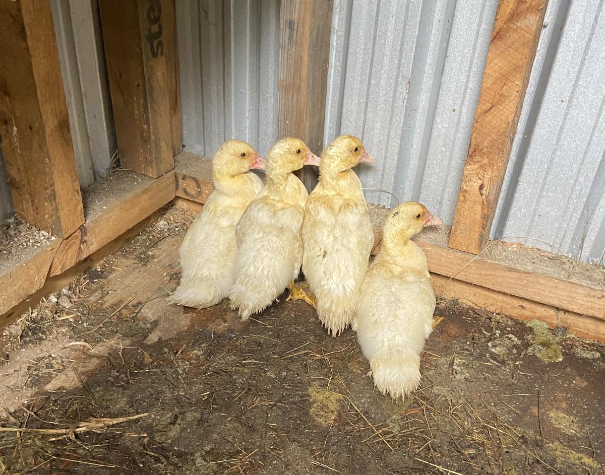 The four ducks were found in terrible condition.