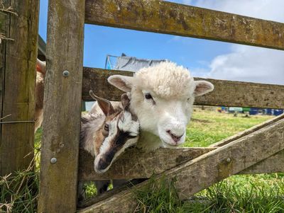 Friends for life: Turtle and Meadow’s story