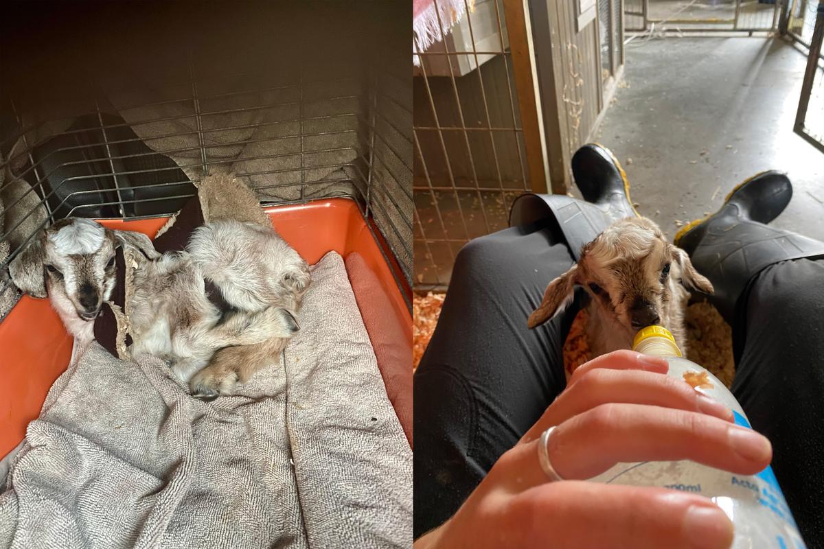 Turtle, upon arrival to our Māngere Centre.