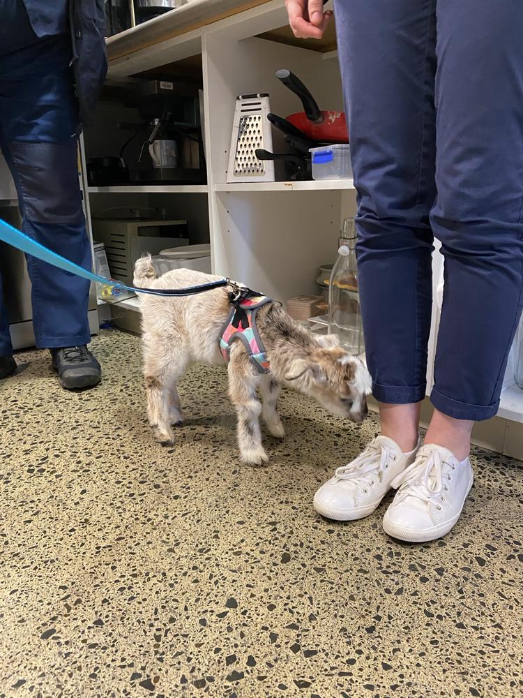 Turtle made fast friends with our Centre team!