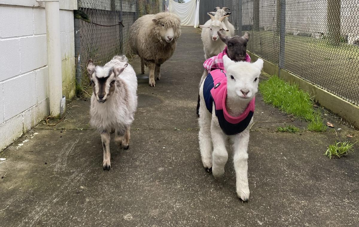 Turtle and Meadow enjoyed their time at Māngere Centre, frolicking and exploring as they grew.