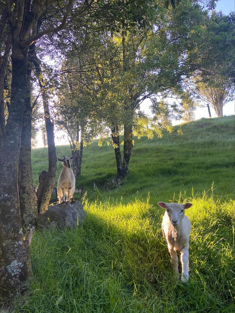 Turtle and Meadow, at home in Auckland.