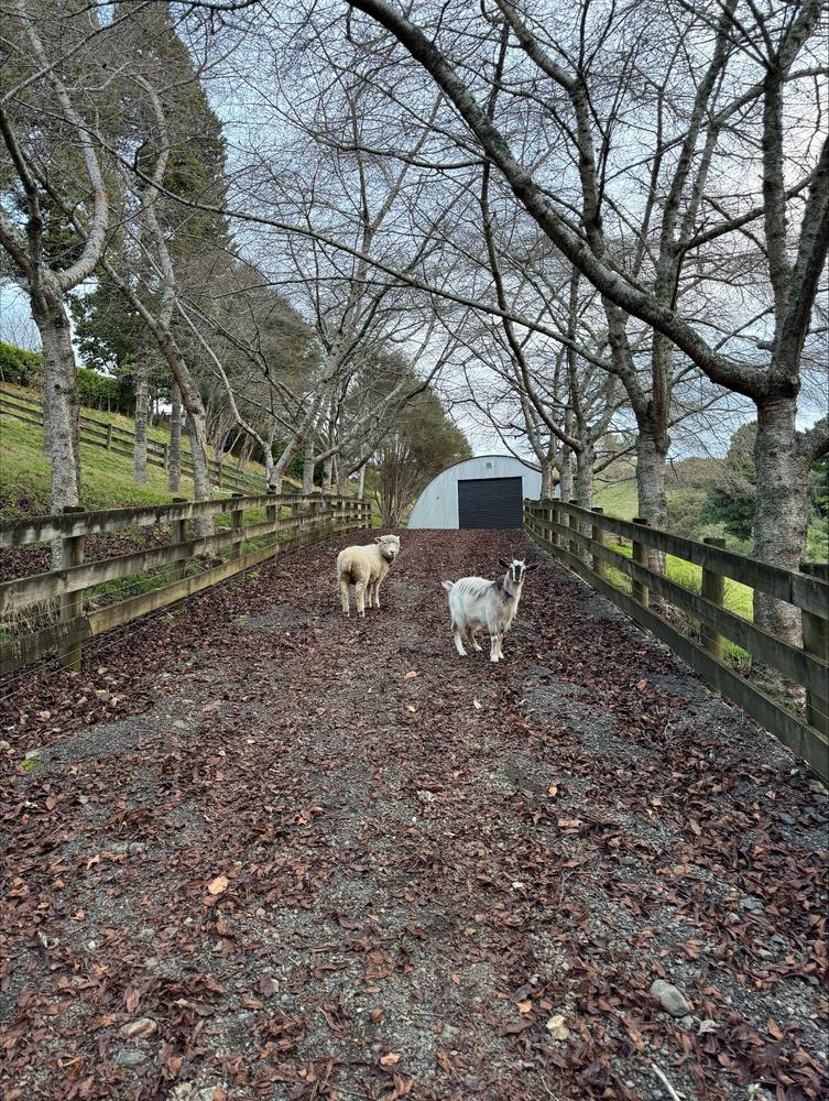 Turtle and Meadow are enjoying their new life, with brand new spaces to explore.