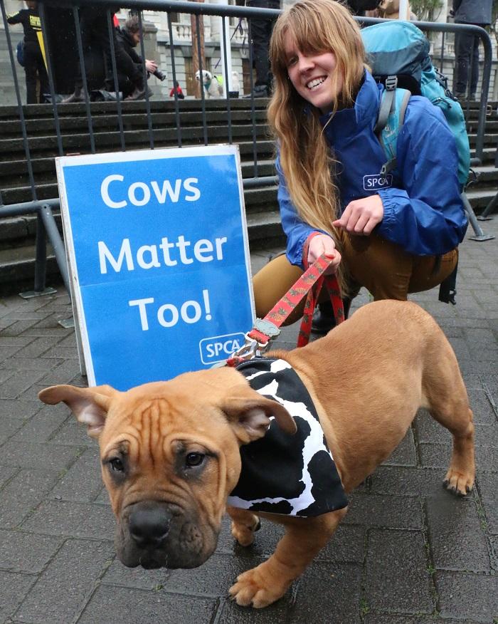 SPCA petition to protect the ban on live exports