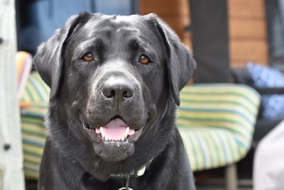 Whanganui dog boarding and day care business sentenced over death of beloved pet