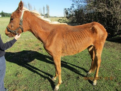 SPCA Prosecutes man for ill-treating his horse