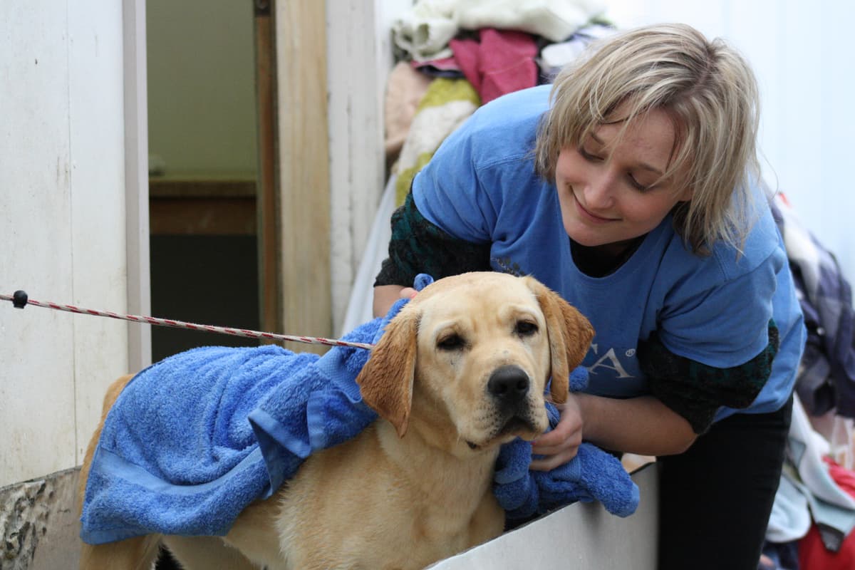 Non Profit Dog Shelters Near Me