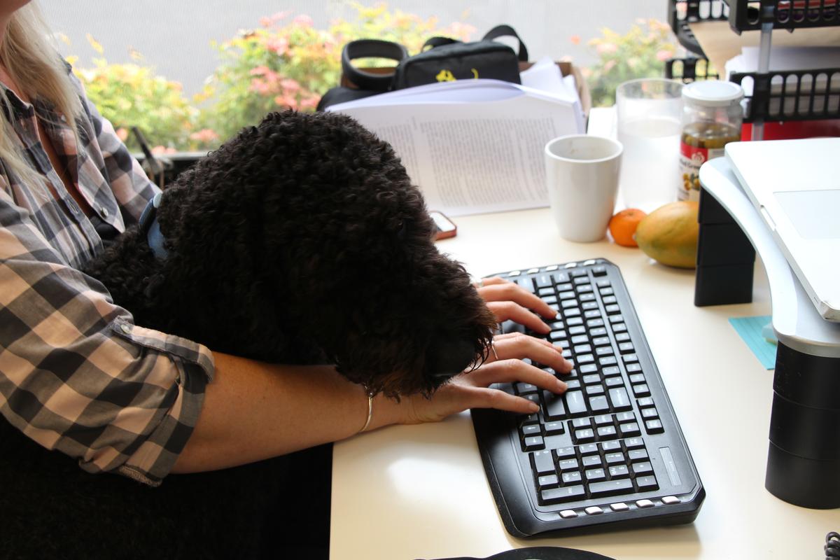 Other Volunteer Opportunities At Spca