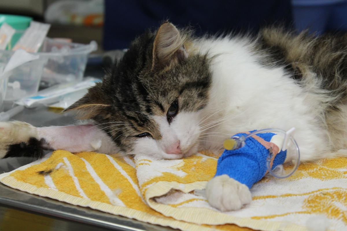 Why we pet insurance • SPCA New Zealand