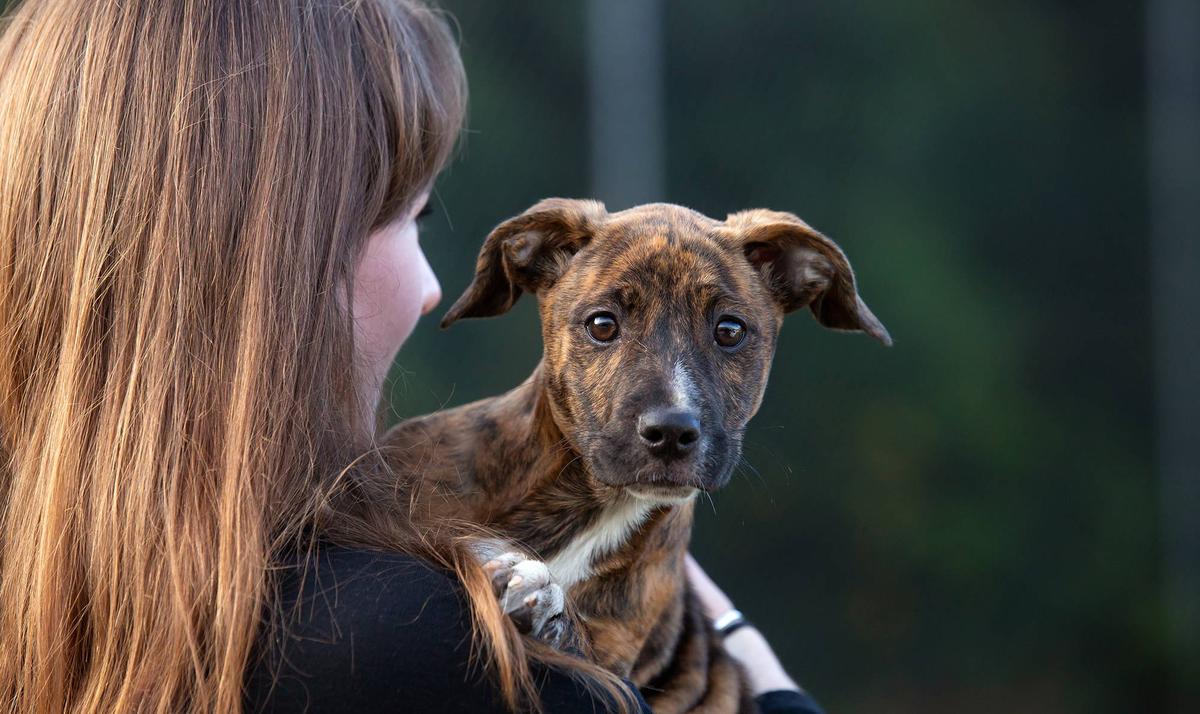 Reporting back • SPCA New Zealand