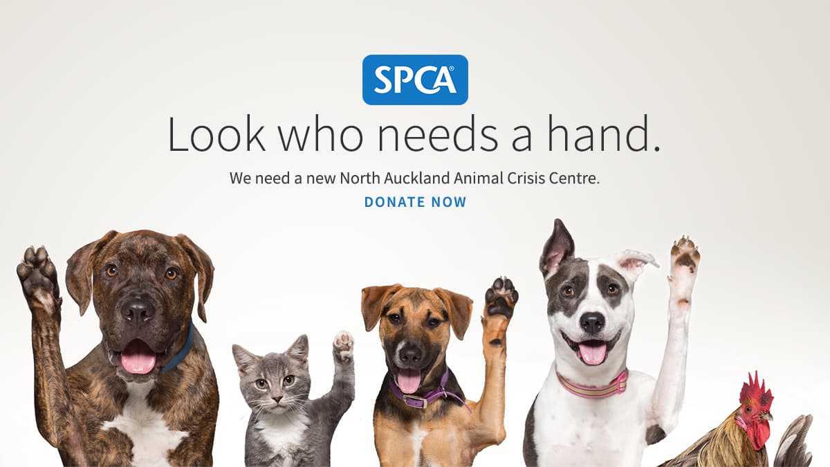 Image result for SPCA