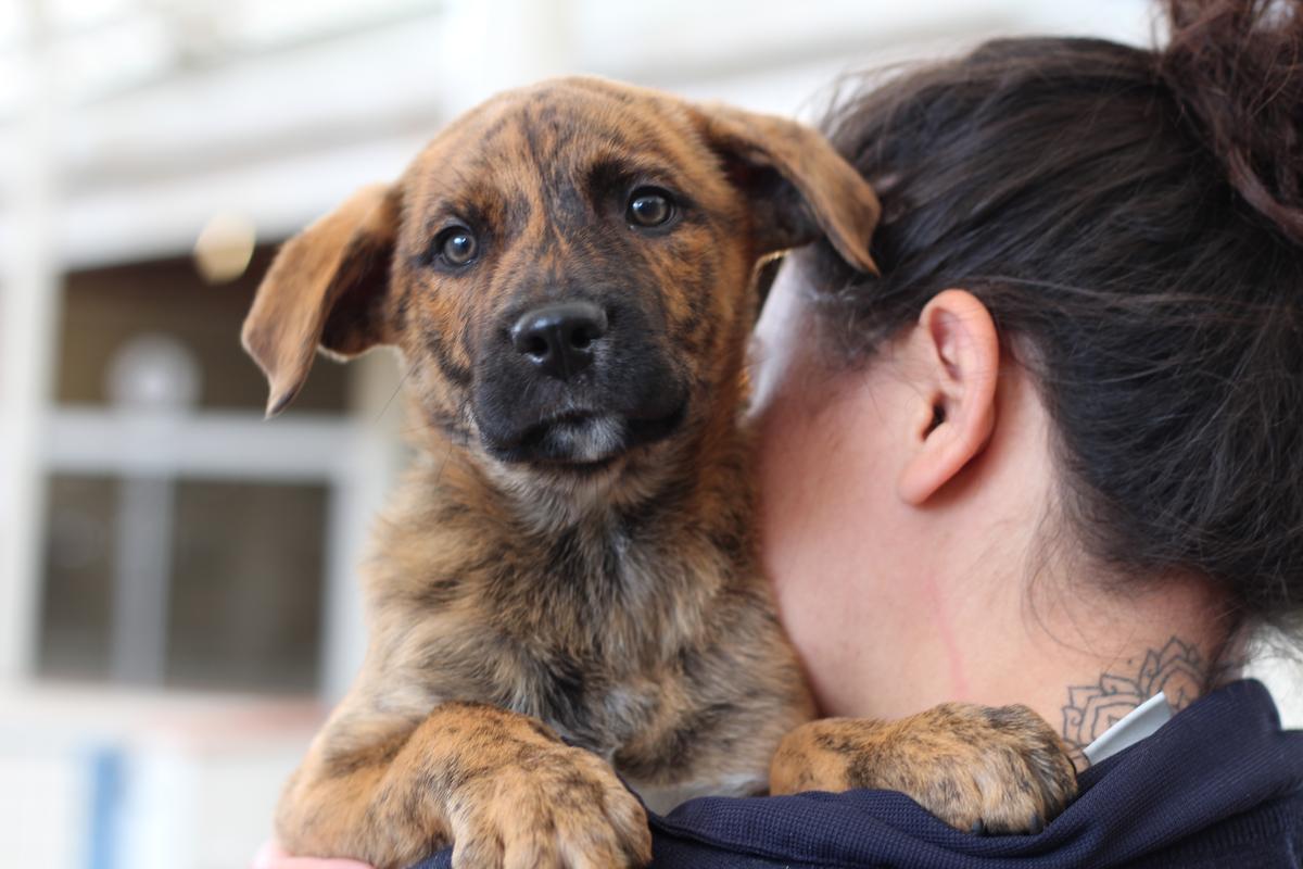 Membership SPCA New Zealand Membership SPCA New Zealand
