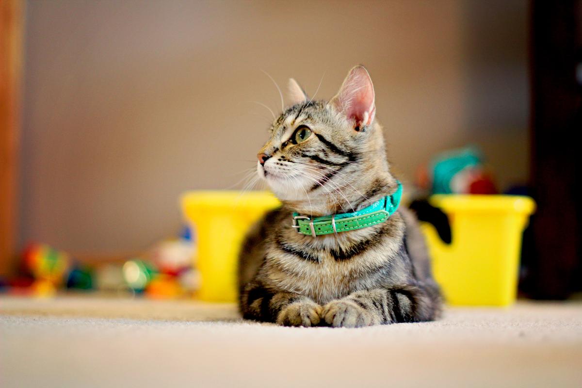 Why we pet insurance • SPCA New Zealand